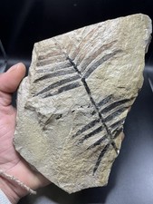 7.08" / 18 cm - Très jolie