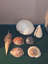 lot de 7 coquillages divers