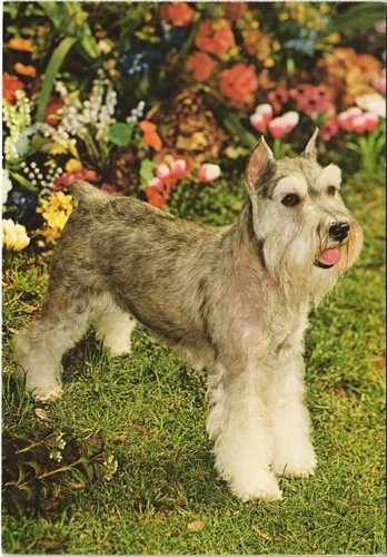 Cpa schnauzer dog - ak, (1178738)