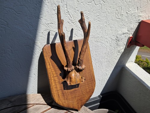 Trophée chevreuil sur - de,