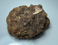 0.51” Matrix Piece Contortus
