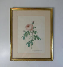 ancienne gravure botanique encadrée rose signée Redouté