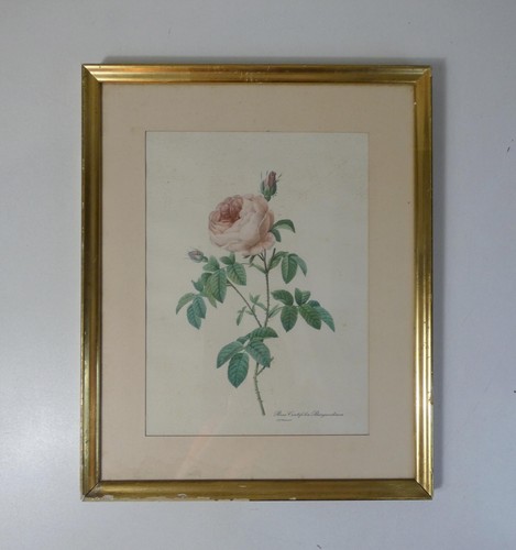 Ancienne gravure botanique - ancienne,