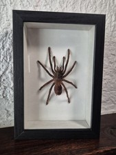 Insecte Naturalisé Sous Cadre De Dimensions 16.5×12