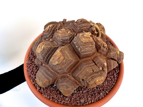 Dioscorea elephantipes pied - elephantipes,