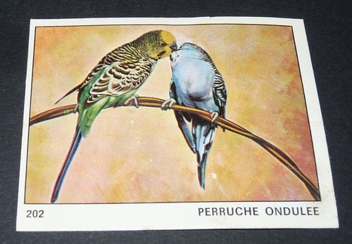 202 perruche ondulee oiseau - n°202,