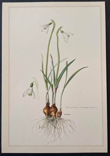 Botanique perce neige - perce-neige, gravure