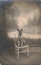 CPA PHOTOGRAPHIE MEILLEUR AMI DE L'HOMME CHIOT BERGER ALLEMAND BIEN SAGE