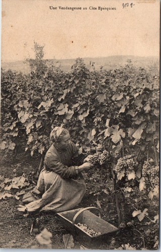 Une vendangeuse clos - 17,
