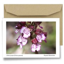 Carte postale papier aquarelle avec enveloppe photo photo fleur orchidée orchis 