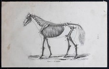 1882 - Squelette d'un cheval entier - Gravure ancienne - Cheval & équitation