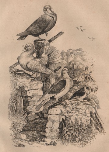 Pigeons cravatte français - pigeons.,