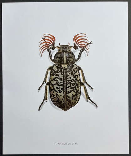 Entomologie polyphylla fullo - entomologie,