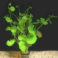 6 Hydrocotyle leucocephala