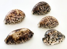 Lot de 5 Coquillages - 4 Cypraea Tigris - 1 Cypraea Testudinaria