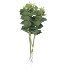  10pcs Eucalyptus Feuille de