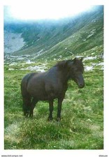 Animaux - Chevaux - Cheval de