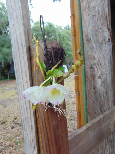Tag dendrobium nobile bloom - tag,