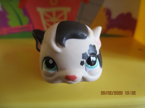 Petshop cochon inde - petshop,