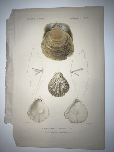 1836 regne animal - regne, colored