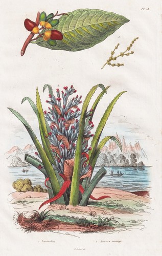 Anacardier ananas sauvage noix - sauvage,