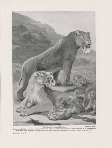 Sabre smilodon mâle - sabre,