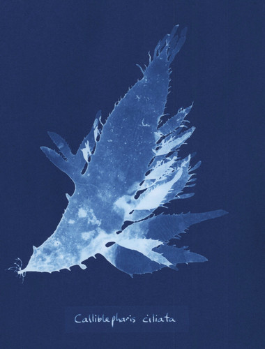 Hommage anna atkins - hommage,