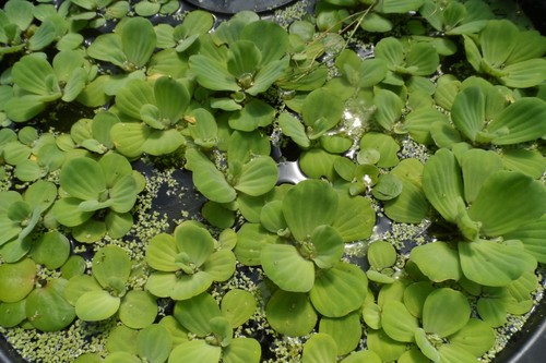 Pistia plantes flottantes - pistia, x