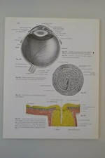 PLANCHE D'ANATOMIE HUMAINE L'OEIL ATLAS Dr SOBOTTA MEDECINE SCIENCE