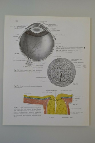 Planche anatomie humaine - planche,