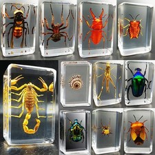 spécimens insectes en résine