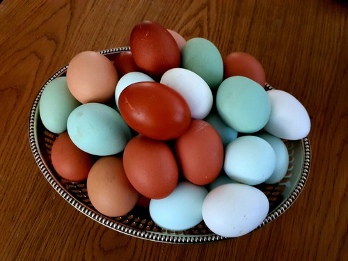 Oeufs couver surprise - 12,