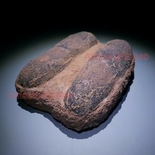 DINOSAURE Réel OEUF RAPTOR