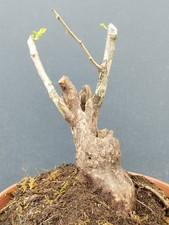 Bonsaï aubépine 30 x 15 cm