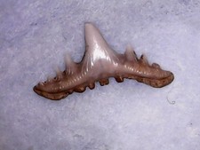SHARK TOOTH REQUIN -