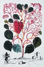 Salvador DALI : Le Begonia 