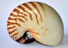 SEA SHELL - COQUILLAGES -
