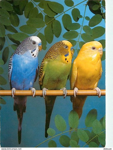 Carte postale animaux - -,