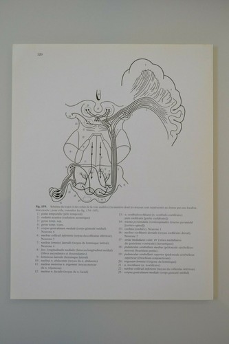 Planche anatomie humaine - planche, d'anatomie
