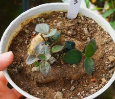 Rare Cacti  Ceropegia barklyi