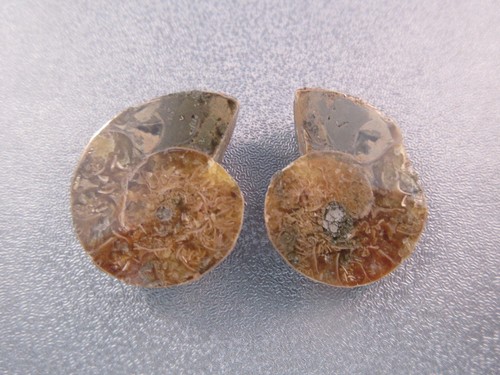 Pair madagascar ammonite - of,