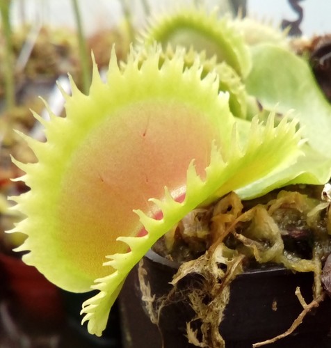 Plantes carnivores dionaea - carnivores,