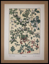  GRASSET, Eugène, Aubépine