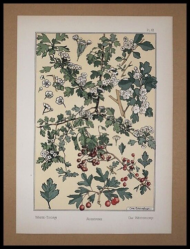 Grasset eugène aubépine - ,