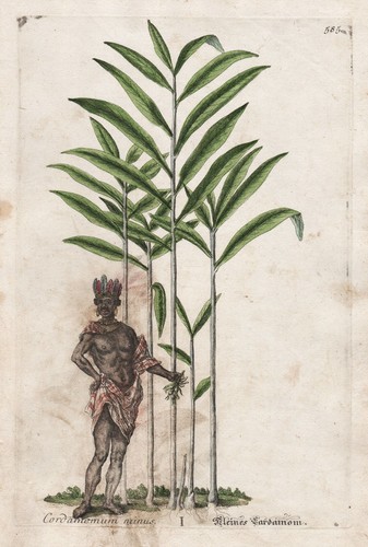 Kardamome cardamom cordamonum - cardamom,