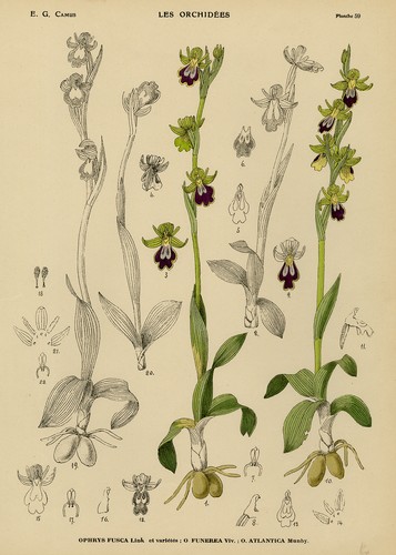 Antique print natural - antique, print-natural