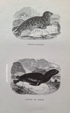 Gravures 19°an 1842 animaux