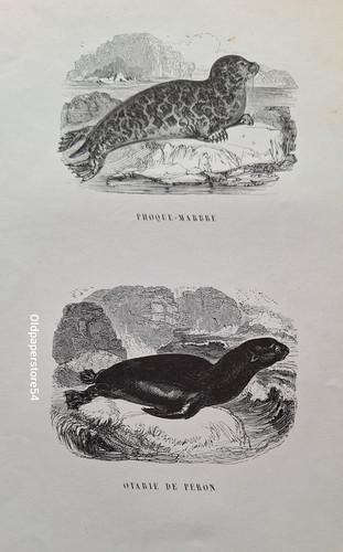 Gravures 1842 animaux - gravures,