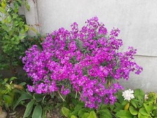 150 Graines de GIROFLETS de MON JARDIN !