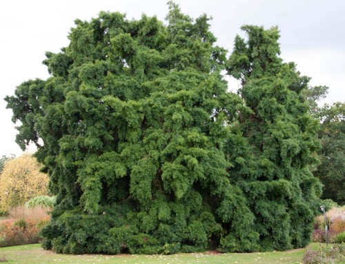 Podocarpus salignus - ,
